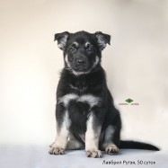 Щенок ВЕО Лавбрил Рутэя. Возраст 50 суток