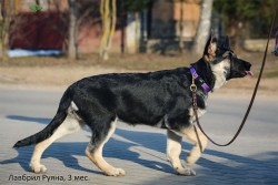 Щенок ВЕО Лавбрил Руяна (3 мес.)