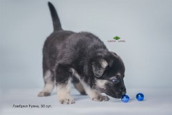 Щенок ВЕО Лавбрил Руяна (30 сут.)