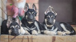 Щенок ВЕО Лавбрил Руяна, Рутэя, и Равья. Возраст 3 мес