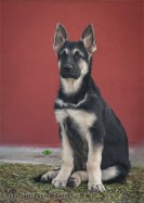 Щенок ВЕО Лавбрил Руяна, возраст 3 мес