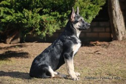 Щенок ВЕО Лавбрил Руяна (возраст 3 мес.)