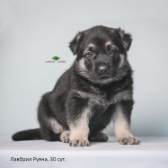 Щенок ВЕО Лавбрил Руяна, возраст 30 сут
