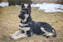 Щенок ВЕО Лавбрил Руяна. 3 мес