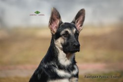 Щенок ВЕО Лавбрил Руяна. Портрет в 3 мес