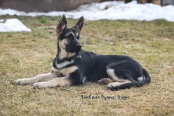 Щенок ВЕО Лавбрил Руяна. Возраст 3 мес