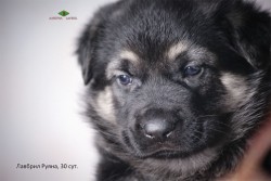 Щенок ВЕО Лавбрил Руяна. Возраст 30 суток