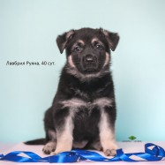 Щенок ВЕО Лавбрил Руяна. Возраст 40 сут