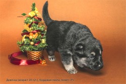 Щенок ВЕО, девочка бордовая лента, 20 сут