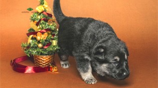 Щенок ВЕО, девочка бордовая лента, 20 сут