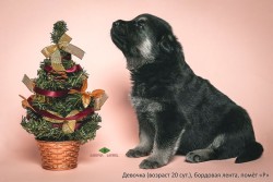 Щенок ВЕО, девочка бордовая лента ( 20 сут)