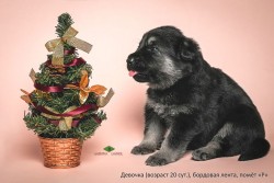 Щенок ВЕО, девочка бордовая лента (20 сут)