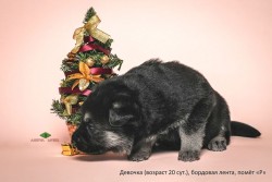 Щенок ВЕО, девочка бордовая лента, 20 сут