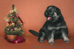 Щенок ВЕО, девочка бордовая лента, возраст 20 сут