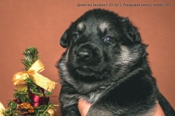 Щенок ВЕО, девочка бордовая лента. Возраст 20 сут