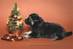 Щенок ВЕО девочка коричн. лента (возраст 20 сут.)