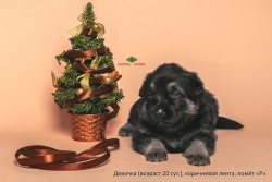 Щенок ВЕО, девочка коричневая лента, 20 сут