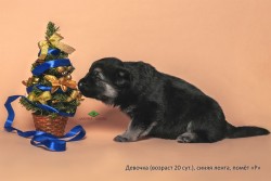 Щенок ВЕО, девочка синяя лента, 20 сут