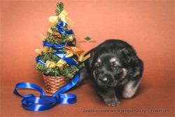 Щенок ВЕО девочка синяя лента (возраст 20 сут.)