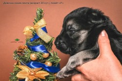 Щенок ВЕО девочка синяя лента. Возраст 20 сут