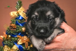 Щенок ВЕО девочка синяя лента. Возраст 20 суток