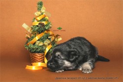 Щенок ВЕО, девочка желтая лента, 20 сут