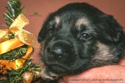 Щенок ВЕО, девочка желтая лента (20 сут.)