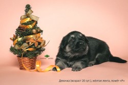 Щенок ВЕО, девочка желтая лента, 20 сут