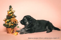 Щенок ВЕО, девочка желтая лента, 20 суток