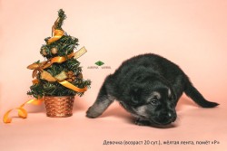 Щенок ВЕО, девочка желтая лента. Возраст 20 сут