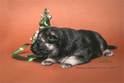 Щенок ВЕО мальчик (20 сут.)