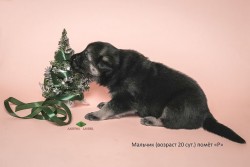 Щенок ВЕО мальчик (20 сут.), помёт Р