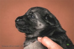 Щенок ВЕО мальчик (20 сут.), помёт Р. Профиль