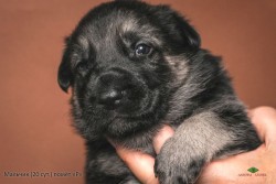 Щенок ВЕО мальчик (20 суток.), помёт Р