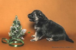 Щенок ВЕО, мальчик, малахитовая лента, 20 сут