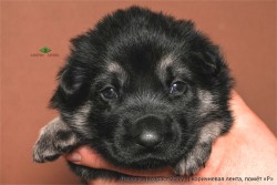 Щенок ВЕО. Девочка коричн. лента (20 сут.)