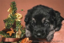 Щенок ВЕО. Девочка коричн. лента (возраст 20 сут.)