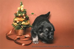 Щенок ВЕО. Девочка коричн. лента. Возраст 20 сут