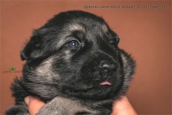 Щенок ВЕО. Девочка синяя лента (20 сут.)