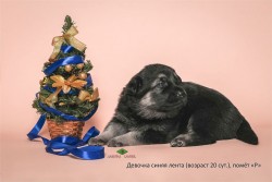 Щенок ВЕО. Девочка синяя лента. Возраст 20 сут