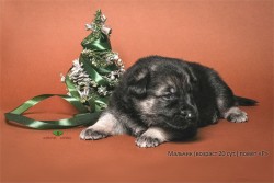 Щенок ВЕО. Мальчик (20 сут.), помёт Р