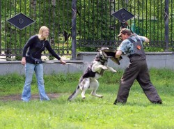 ВЕО Алый в работе.1.