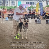 ВЕО Барвиттера Амингур (2 года) в выставочном ринге. Гродно, 30.08.25