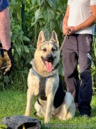 ВЕО Барвиттера Амингур. Возраст 1,5 года