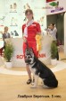Щенок ВЕО Лавбрил Берегиня (5 мес.) на Интернациональной выставке собак Россия 2013.