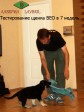 Тестирование дрессировщиком щенка ВЕО в возрасте 7 недель