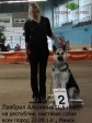 ВЕО Лавбрил Альвиния (возраст 1,5 года) на Республиканской выставке собак всех пород, Минск, 22.09.13г