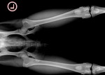 Рентгеновский снимок костей собаки, свободной от дисплазии.