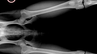 Рентгеновский снимок костей собаки, свободной от дисплазии.