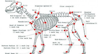 Скелет собаки из анатомии Миллера. 1979год.